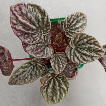 Peperomia cap. Cuito "S"