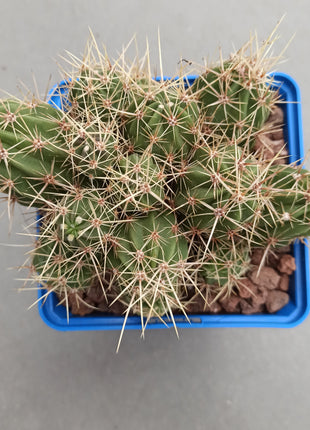 Echinocereus maritimus