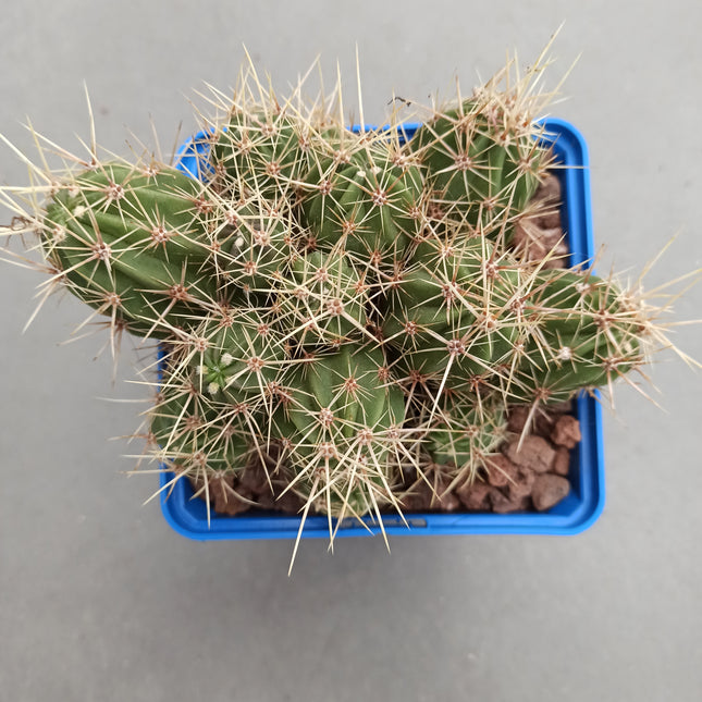 Echinocereus maritimus