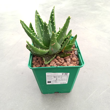 Aloe mitriformis "S" y "M" - DesertSTORE.es