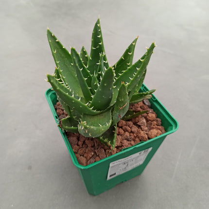 Aloe mitriformis "S" y "M" - DesertSTORE.es