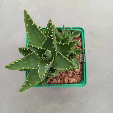 Aloe mitriformis "S" y "M" - DesertSTORE.es