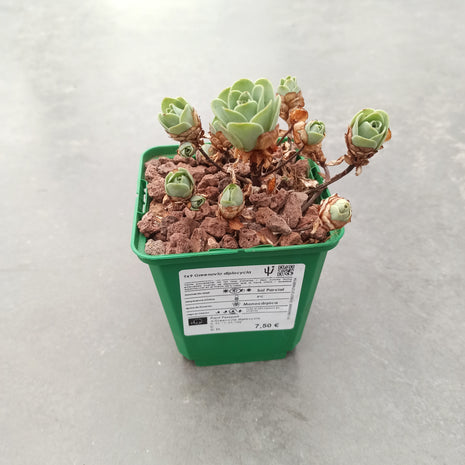 Aeonium diplocylum