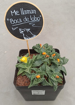 Faucaria tigrina (Wolfsmaul)