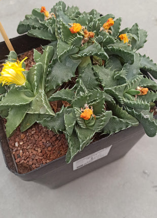 Faucaria tigrina (Wolfsmaul)