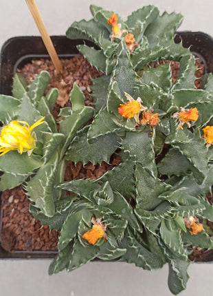 Faucaria tigrina (Wolfsmaul)