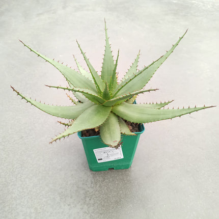 Aloe broomii „M“