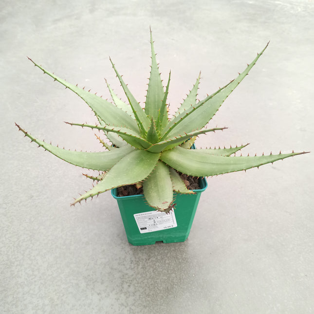 Aloe broomii