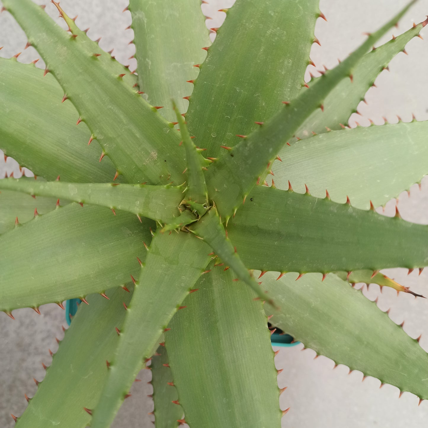 Aloe broomii "M"