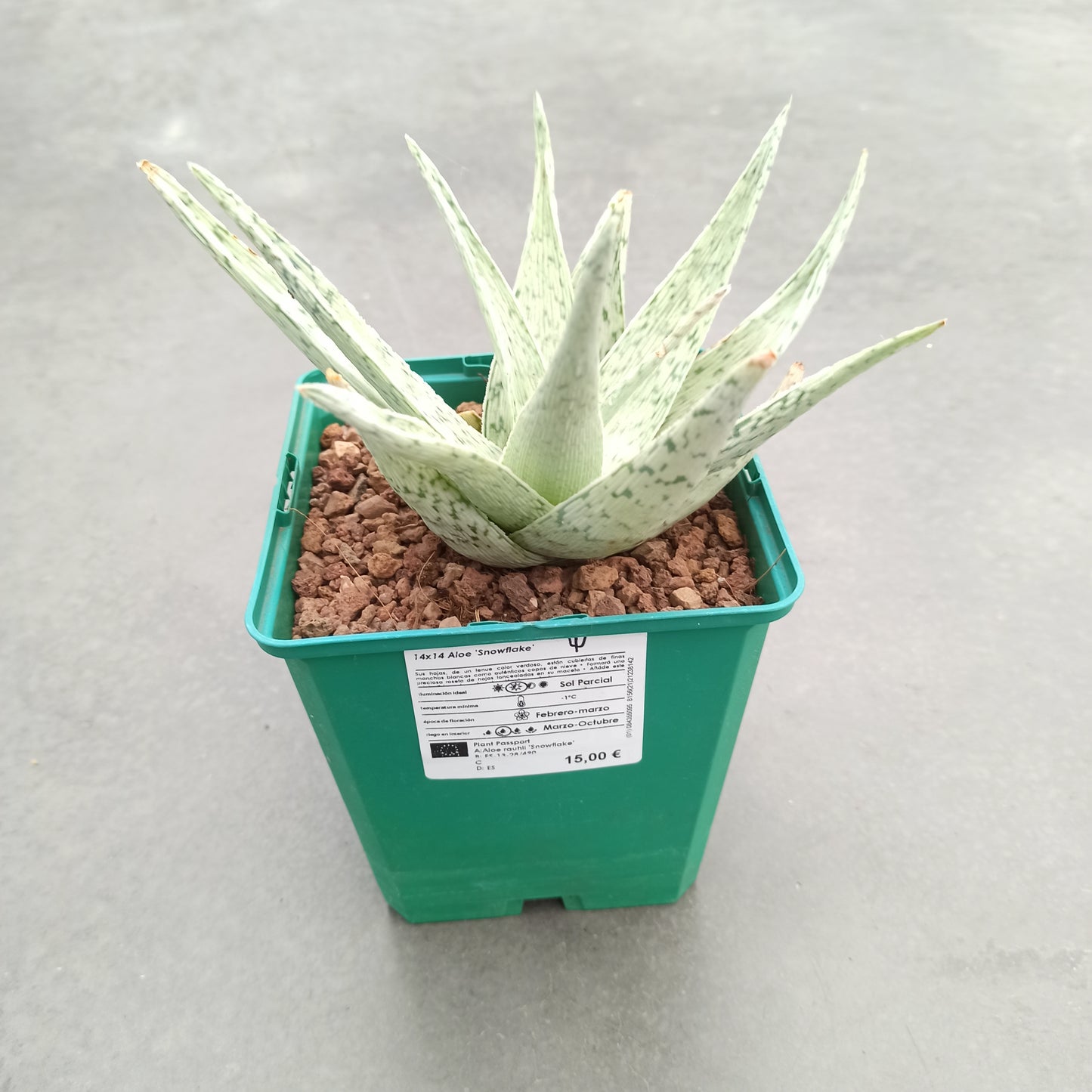 Aloe snowflake