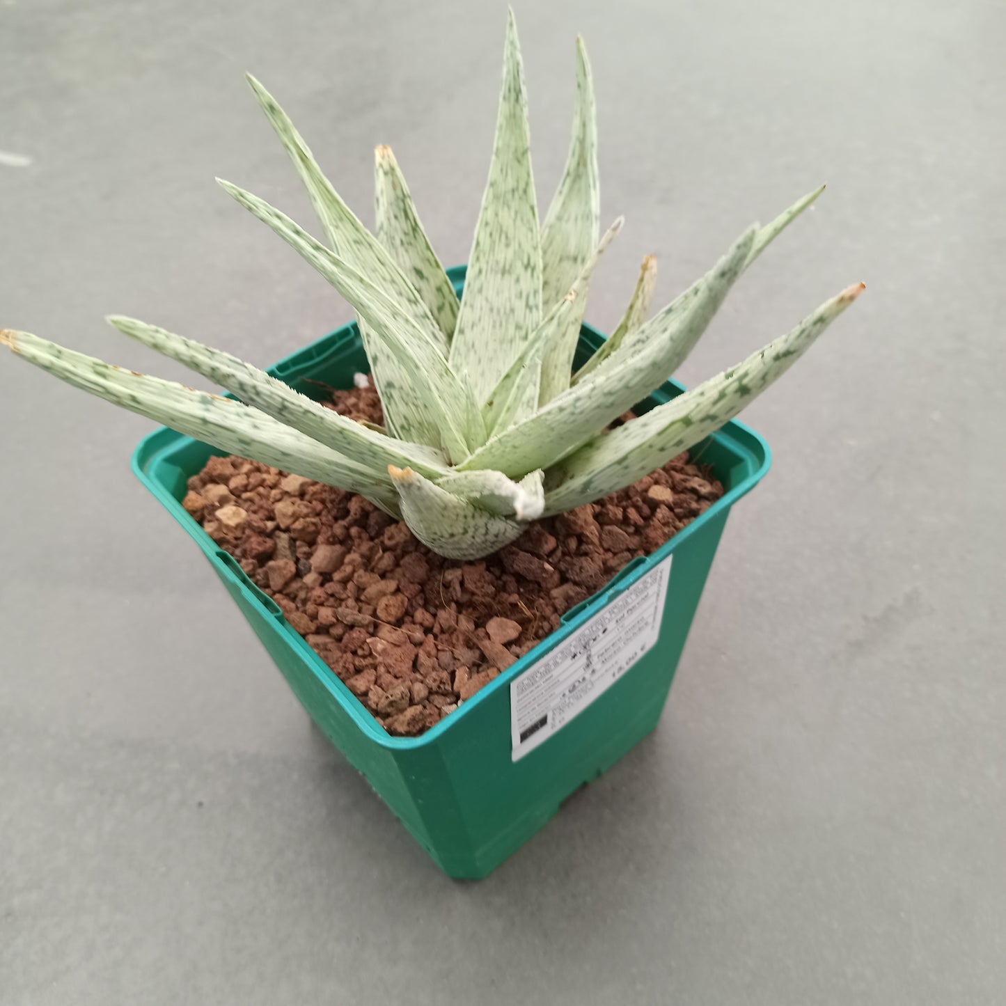 Aloe snowflake