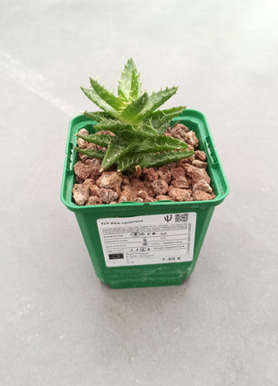 Aloe juvenna