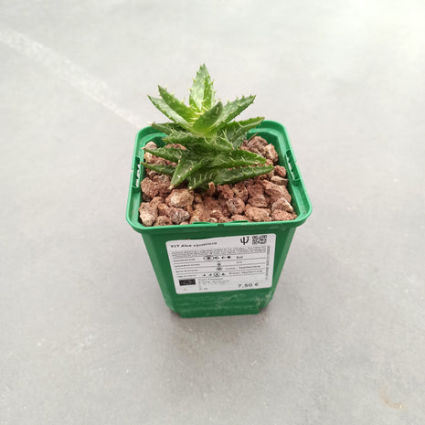 Aloe Squarrosa