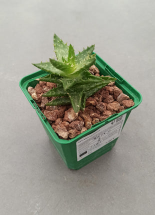 Aloe juvenna