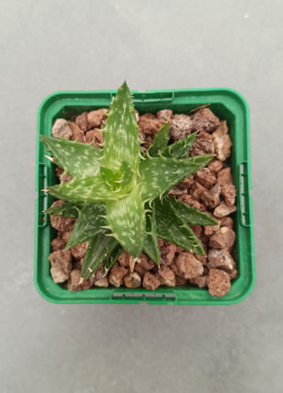 Aloe juvenna