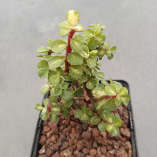 Portulacaria afra variegata 'Red Stem'
