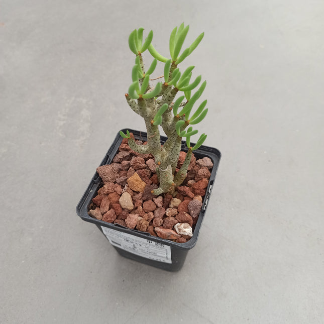 Tylecodon bucholzianus