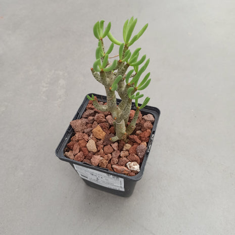 Tylecodon bucholzianus