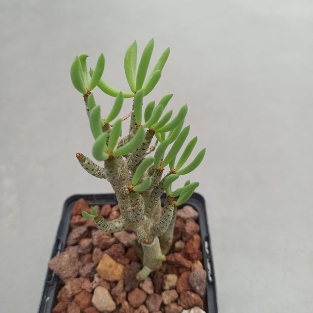Tylecodon bucholzianus