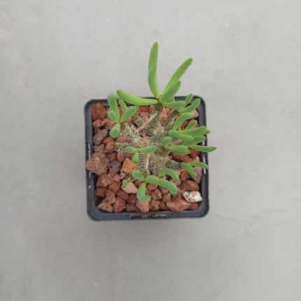 Tylecodon bucholzianus