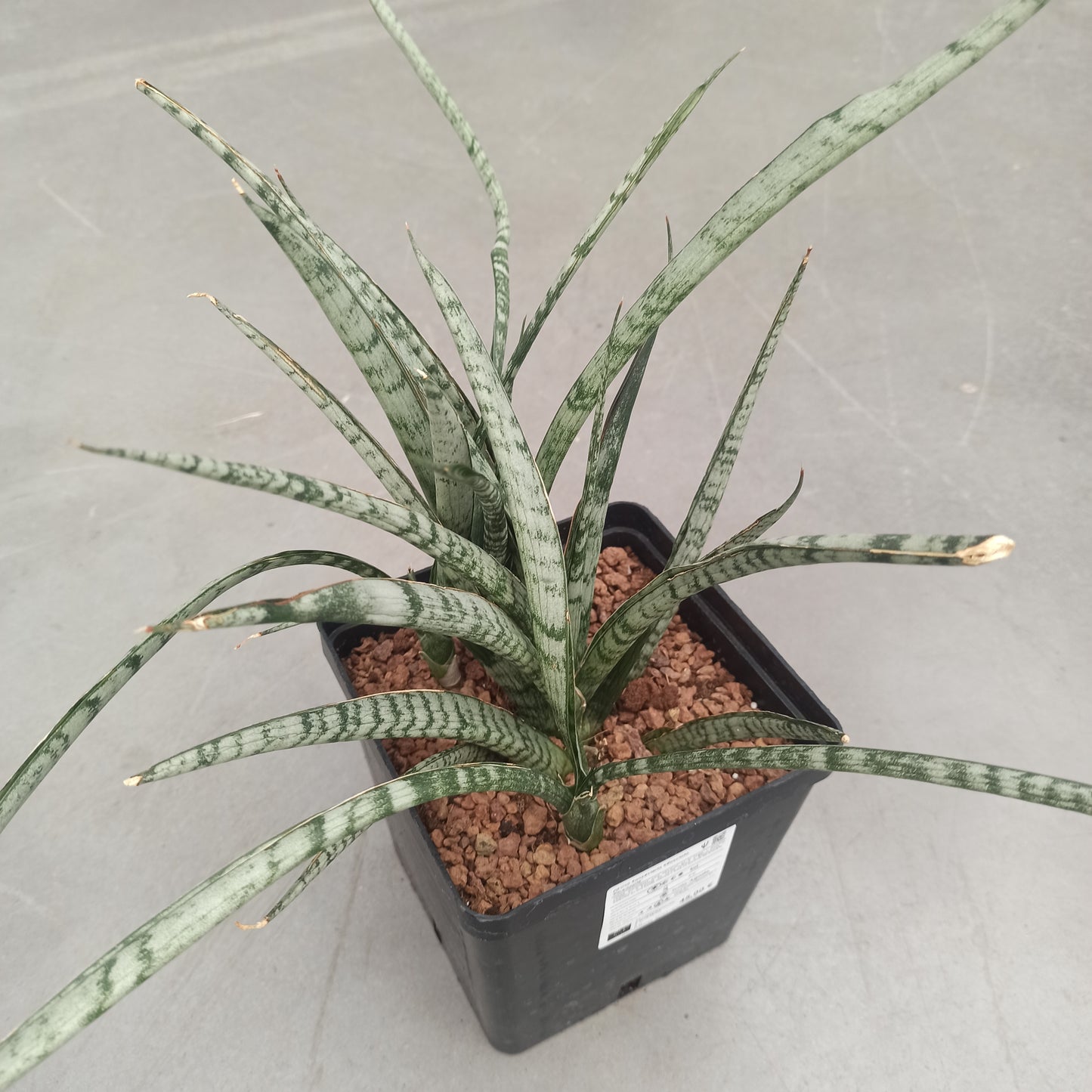 Dracaena (Sansevieria) trifasciata 'Pineapple'