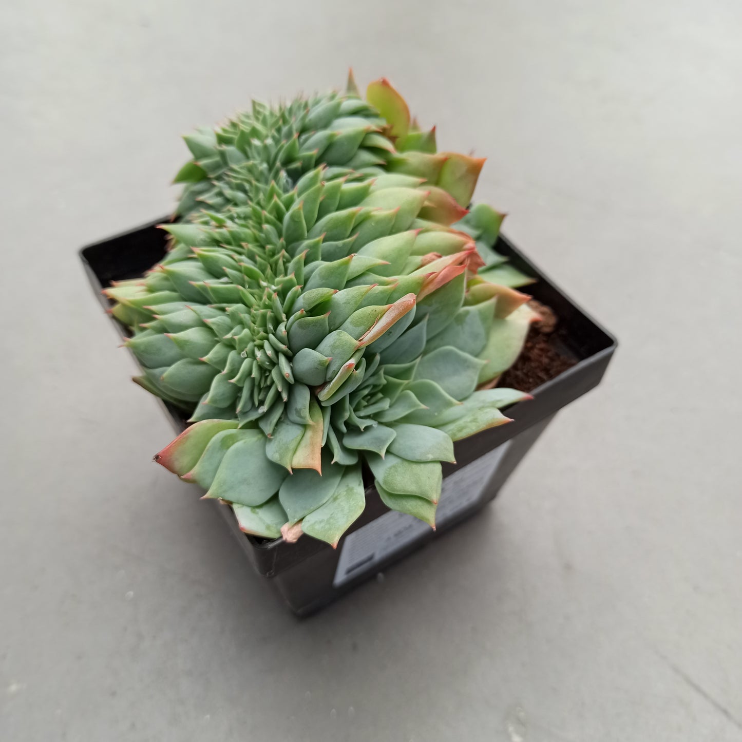 Echeveria secunda f. cristata