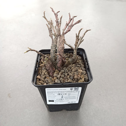 Euphorbia platyclada