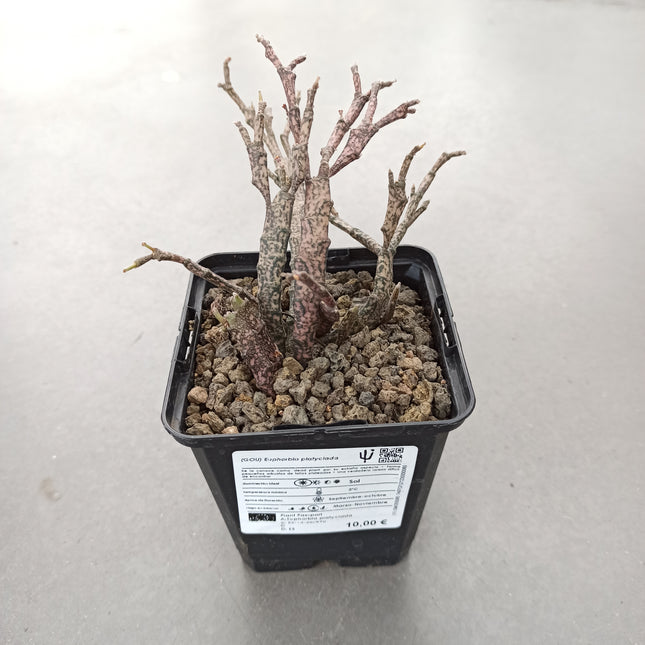 Euphorbia platyclada