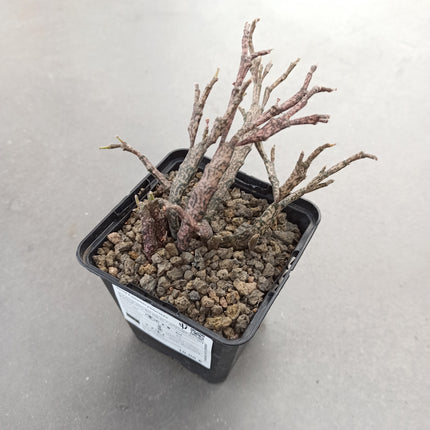 Euphorbia platyclada