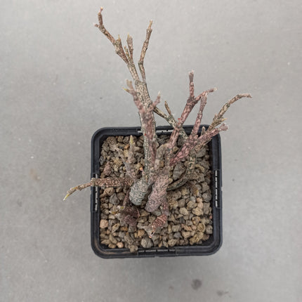 Euphorbia platyclada