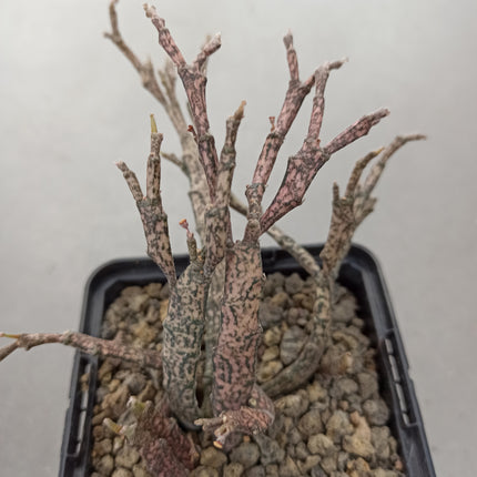 Euphorbia platyclada