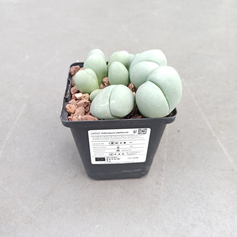 Gibbaeum petrense