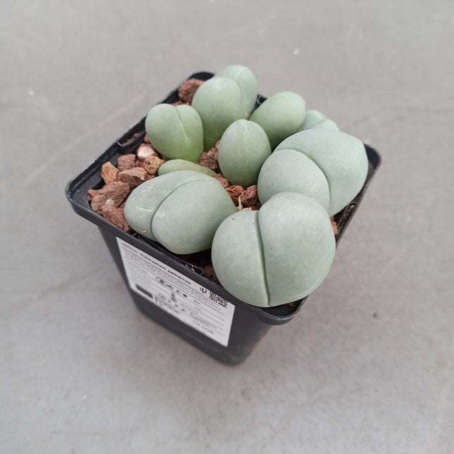Gibbaeum petrense