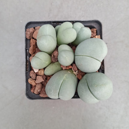 Gibbaeum petrense