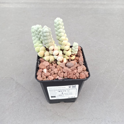 Crassula plegmatoides