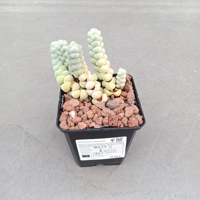 Crassula plegmatoides