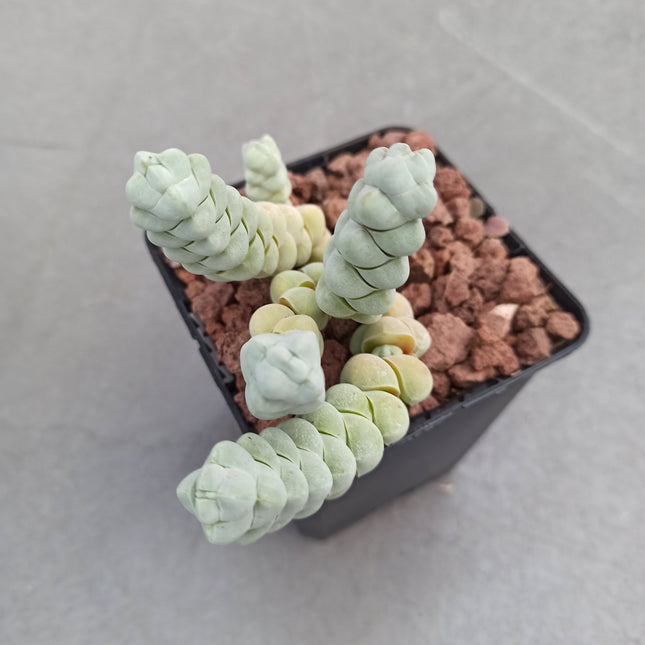 Crassula plegmatoides