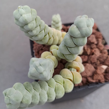 Crassula plegmatoides