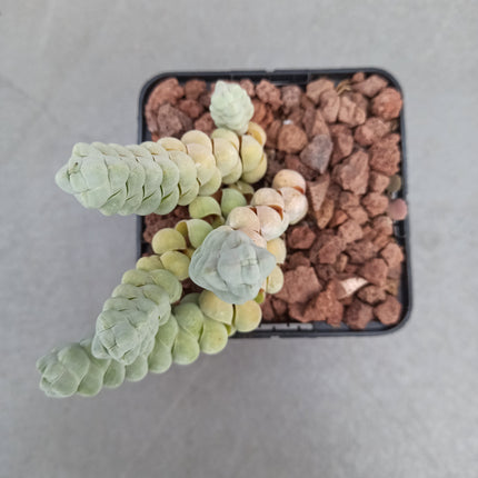 Crassula plegmatoides