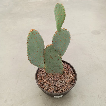Opuntia basilaris „Tarrina“