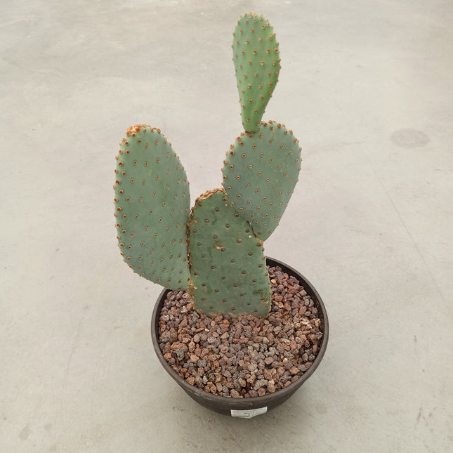 Opuntia basilaris "Tarrina"