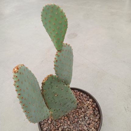 Opuntia basilaris „Tarrina“