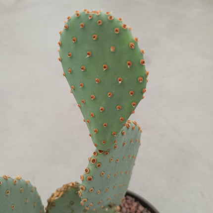 Opuntia basilaris „Tarrina“