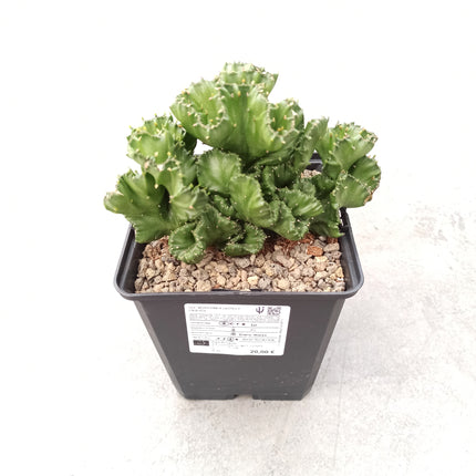 Euphorbia lactea f. cristata