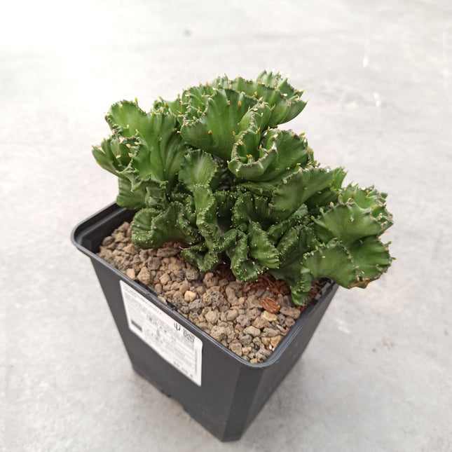 Euphorbia lactea f. cristata