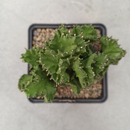 Euphorbia lactea f. cristata