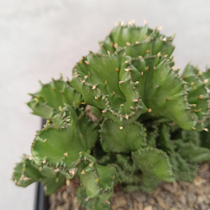 Euphorbia lactea f. cristata