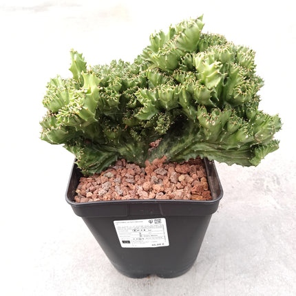 Euphorbia lactea f. cristata