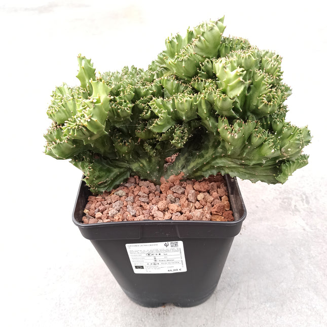 Euphorbia lactea f. cristata