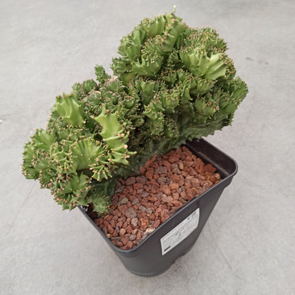 Euphorbia lactea f. cristata